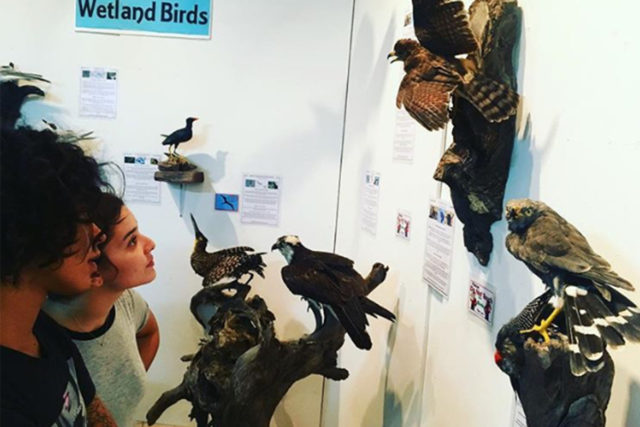 birds museum belize