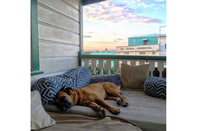 dog resting old house hostel belize