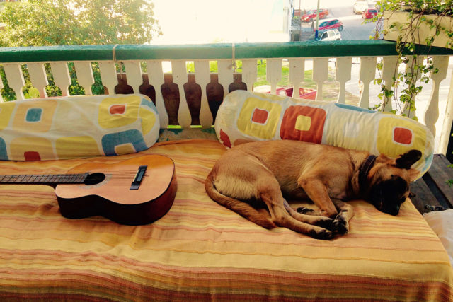 dog and guitar old house hostel belize