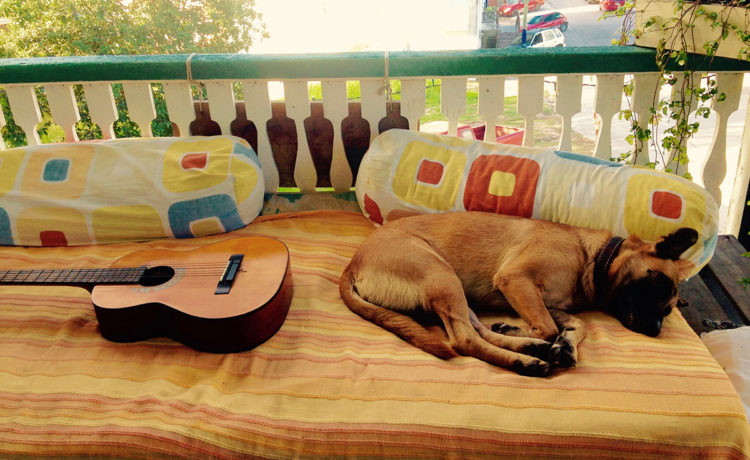 dog and guitar old house hostel belize